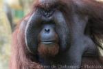 Bornean orang-utan