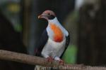 Flame-breasted fruit-dove