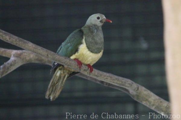 Cream-bellied fruit-dove