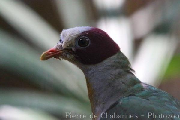 Yellow-breasted Fruit-dove