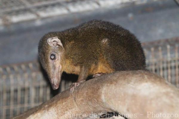 Palawan treeshrew