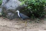 White-breasted waterhen