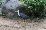 White-breasted waterhen