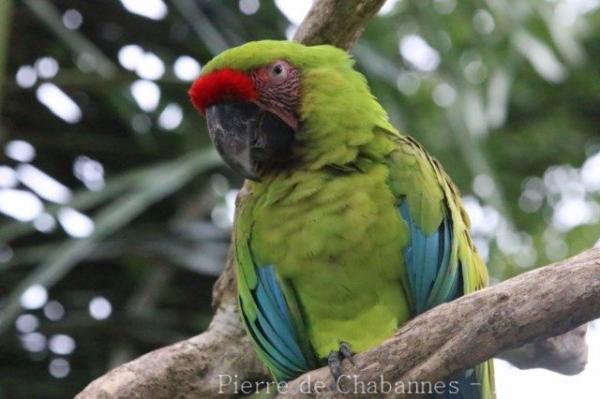 Great green macaw