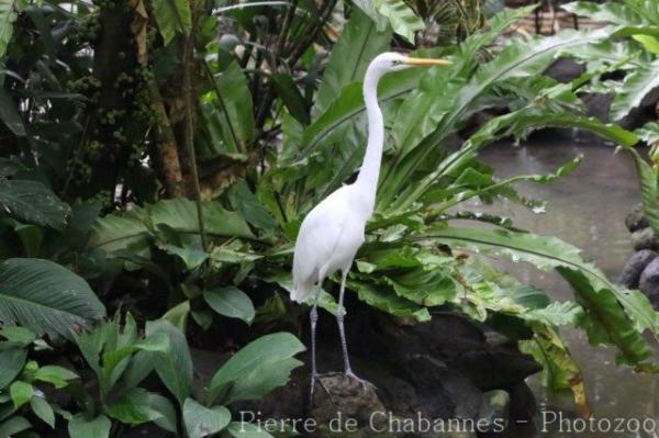 Eastern great egret