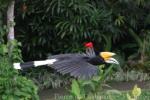 Javan rhinoceros hornbill