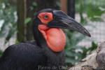 Southern ground hornbill