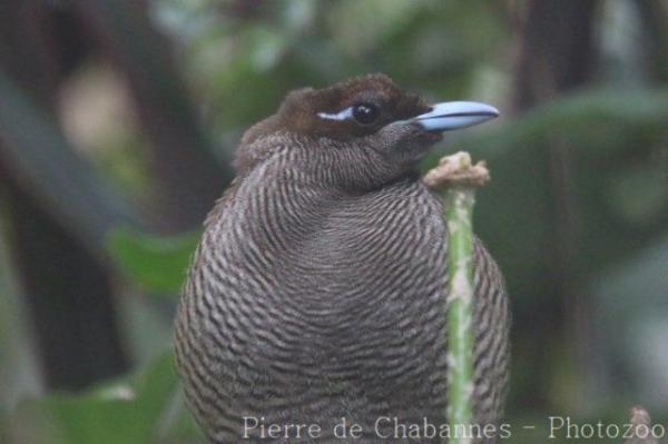 Magnificient bird-of-paradise