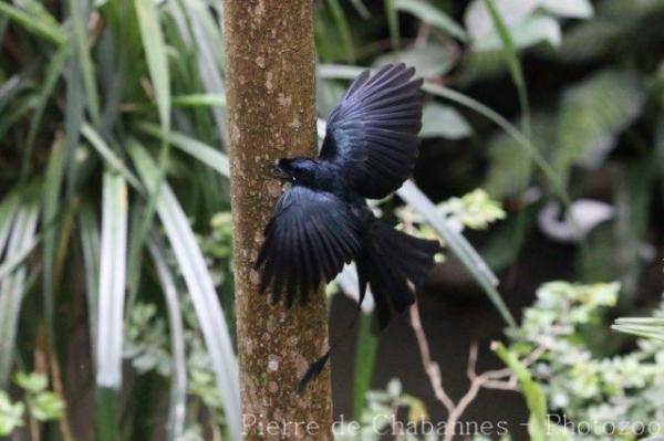 Greater racket-tailed drongo