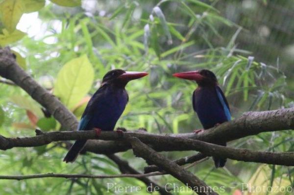 Javan kingfisher