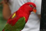 Chattering lory