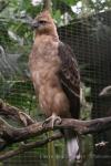 Javan hawk-eagle