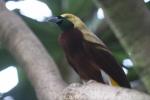 Lesser bird-of-paradise