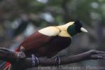 Red bird-of-paradise