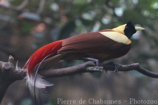 Red bird-of-paradise