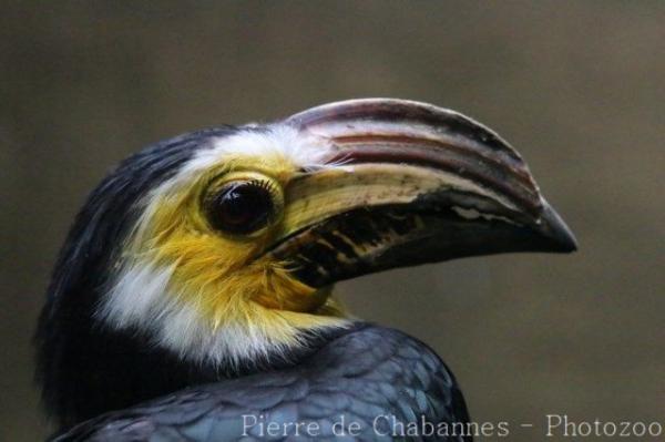 Sulawesi hornbill