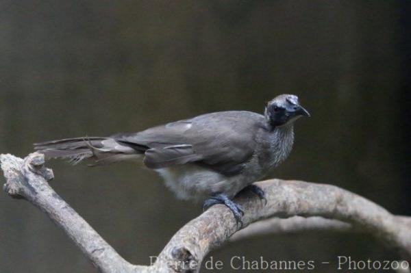 Helmeted friarbird