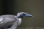 Helmeted friarbird