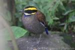 Javan banded pitta