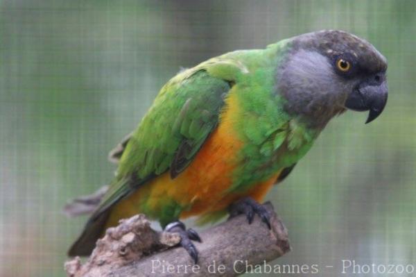 Senegal parrot