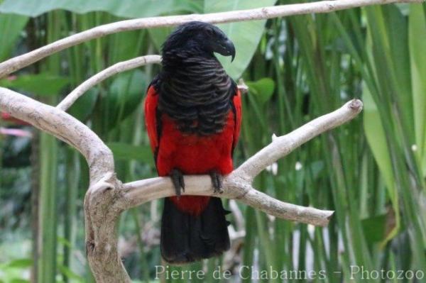 Pesquet's parrot