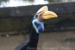 Knobbed hornbill