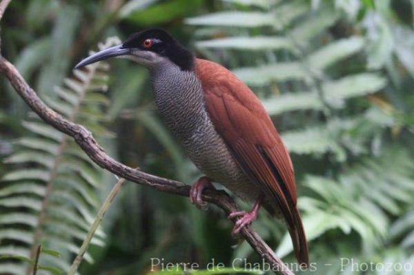 Twelve-wired bird-of-paradise