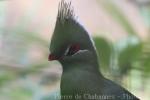 Livingstone's turaco