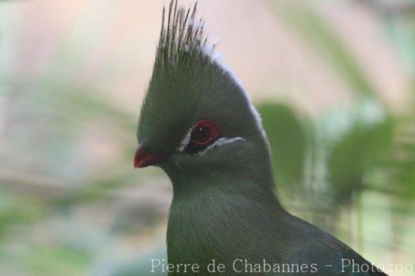 Livingstone's turaco