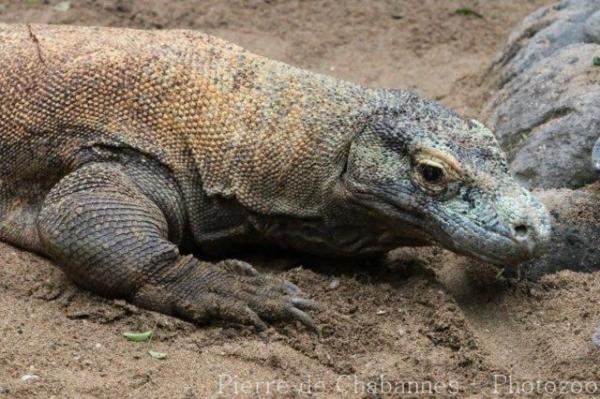 Komodo dragon