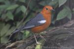 Orange-headed thrush