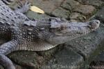 Saltwater crocodile