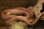 Indonesian spitting cobra