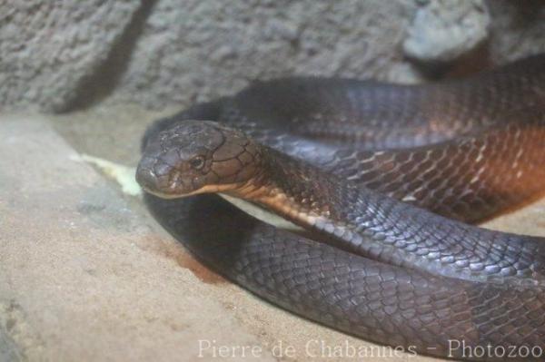 King cobra