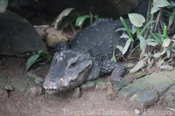 African dwarf crocodile