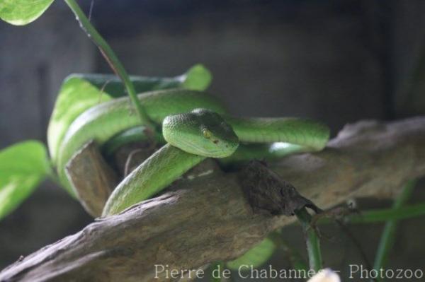 White-lipped island pitviper