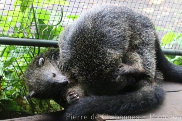 Javan binturong