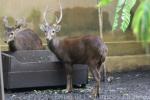 Bawean deer