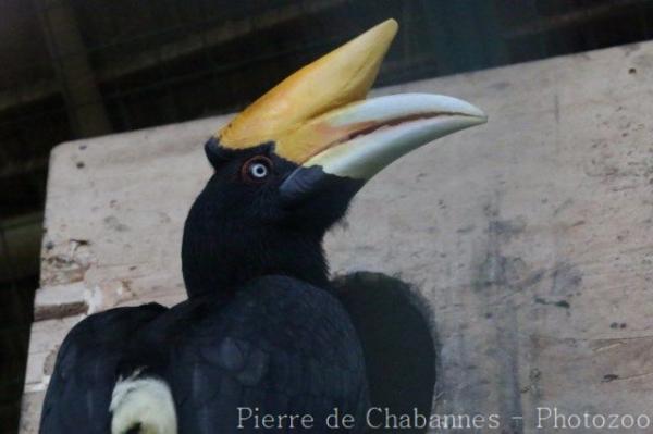 Bornean rhinoceros hornbill