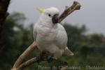 Eleonora cockatoo