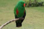 Eclectus parrot