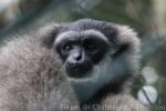 Silvery gibbon