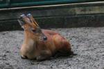 Southern red muntjac