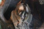 Javan slow loris