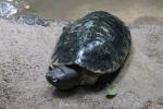 Malaysian giant turtle