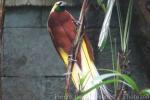 Lesser bird-of-paradise