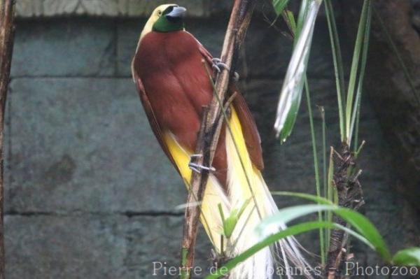 Lesser bird-of-paradise