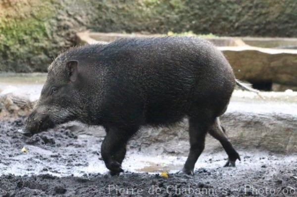 Indonesian wild boar