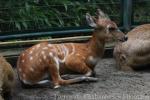 Western sitatunga