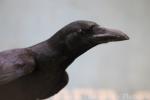 Philippine jungle crow